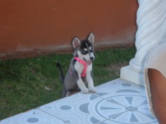 Fotos de perros